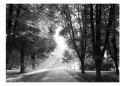 Fototapeta - Czarno-Białe Drzewa, Las