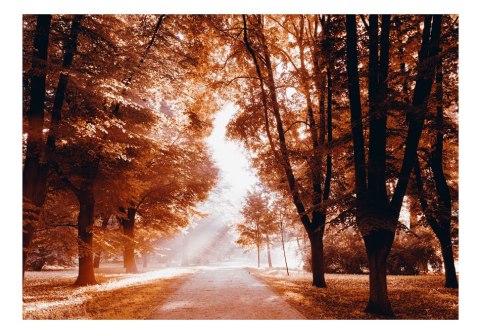 Fototapeta samoprzylepna - Jesienny park Fototapeta samoprzylepna - Jesienny park