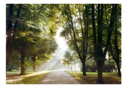 Fototapeta samoprzylepna - Drzewa, Natura