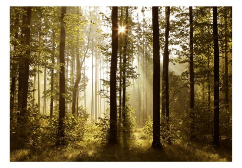 Fototapeta samoprzylepna - Las, Natura, 3D Fototapeta samoprzylepna - Las, Natura, 3D
