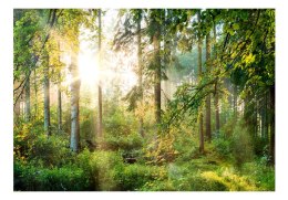 Fototapeta samoprzylepna - Piękny Las Natura