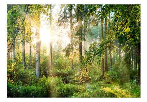 Fototapeta samoprzylepna - Piękny Las Natura Fototapeta samoprzylepna - Piękny Las Natura