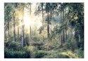 Fototapeta samoprzylepna - Dziki Las Iglasty