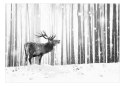 Fototapeta - Zimowy Las, Jeleń
