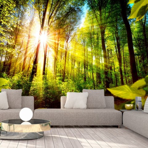 Fototapeta - Słoneczny Las, Natura Fototapeta - Słoneczny Las, Natura
