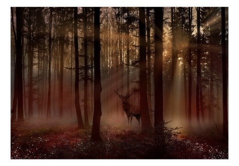 Fototapeta - Tajemniczy Las, Jeleń Fototapeta - Tajemniczy Las, Jeleń