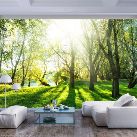 Fototapeta - Wiosna, Las, Natura Fototapeta - Wiosna, Las, Natura