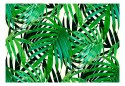 Fototapeta - Tropikalne Liście Natura