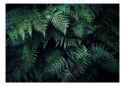 Fototapeta - Liście Paproci, Natura