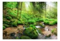 Fototapeta - Zielony Las, Strumień