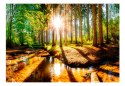 Fototapeta samoprzylepna - Słoneczny Las