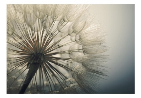 Fototapeta samoprzylepna - Dmuchawiec Natura Fototapeta samoprzylepna - Dmuchawiec Natura