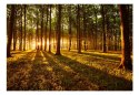 Fototapeta samoprzylepna - Poranek w lesie