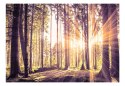 Fototapeta samoprzylepna - Słoneczny Las