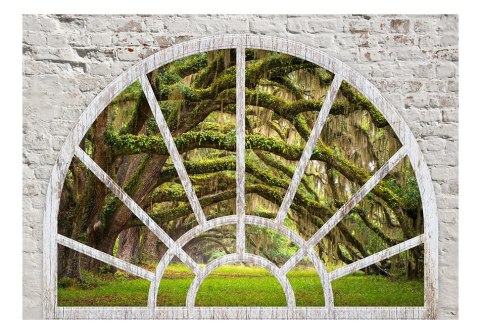 Fototapeta samoprzylepna - Okno, Drzewa Fototapeta samoprzylepna - Okno, Drzewa