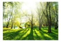 Fototapeta samoprzylepna - Natura i Wiosna