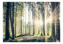 Fototapeta samoprzylepna - Spacer po lesie