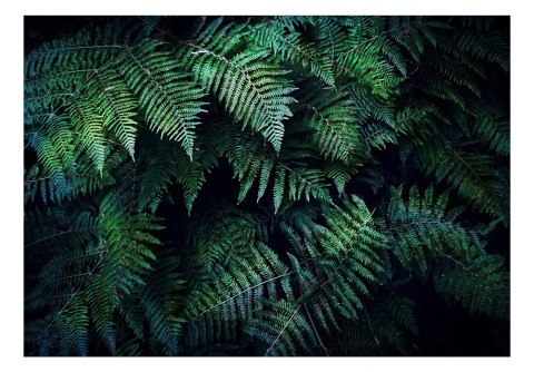 Fototapeta samoprzylepna - Paprocie, Rośliny Fototapeta samoprzylepna - Paprocie, Rośliny