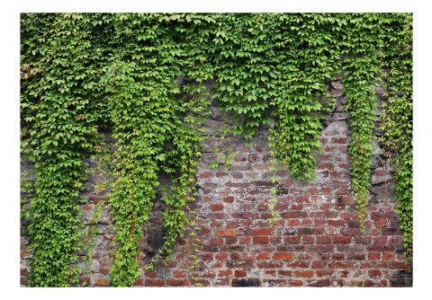 Fototapeta - Cegły i bluszcz, Mur Fototapeta - Cegły i bluszcz, Mur