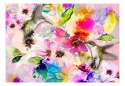 Fototapeta - Kolorowe Kolibry