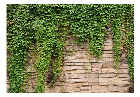 Fototapeta - Kamienny mur i bluszcz Fototapeta - Kamienny mur i bluszcz