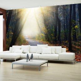 Fototapeta - Droga w Lesie, Natura