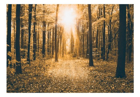 Fototapeta - Słoneczny Las, Sepia Fototapeta - Słoneczny Las, Sepia