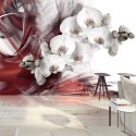 Fototapeta - Orchidea, Czerwona
