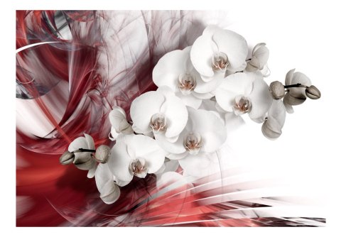Fototapeta - Orchidea, Czerwona Fototapeta - Orchidea, Czerwona