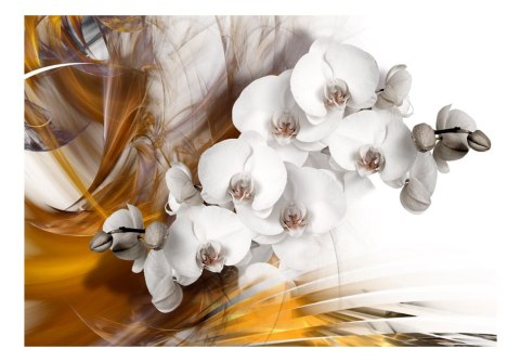 Fototapeta - Orchidea, Żółta, Modern Fototapeta - Orchidea, Żółta, Modern