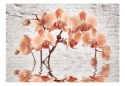 Fototapeta - Pomarańczowa Orchidea