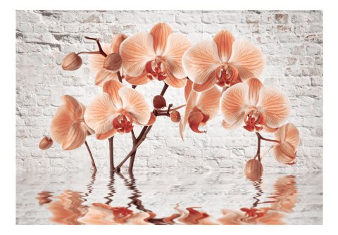 Fototapeta - Pomarańczowa Orchidea Fototapeta - Pomarańczowa Orchidea