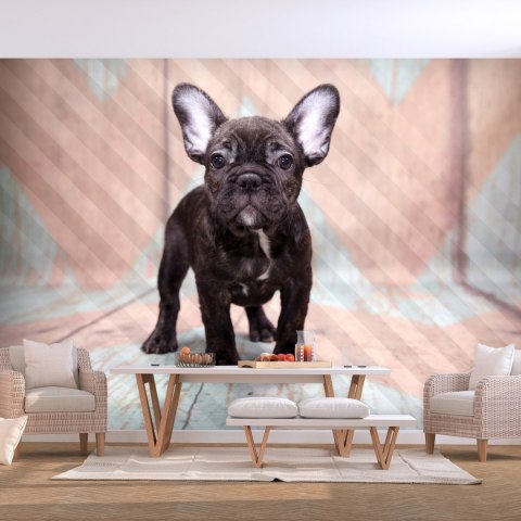 Fototapeta - Buldog francuski Fototapeta - Buldog francuski