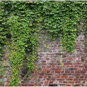 Fototapeta - Cegły i bluszcz, Mur