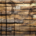 Fototapeta - Drzewa, Drewno, Natura