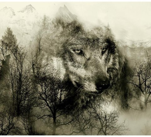 Fototapeta - Wilk w Górach, Szary