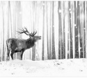 Fototapeta - Zimowy Las, Jeleń