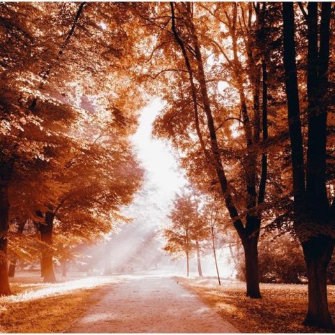 Fototapeta - Jesienny park, Sepia Fototapeta - Jesienny park, Sepia