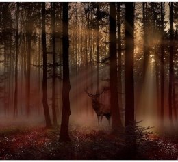 Fototapeta - Tajemniczy Las, Jeleń