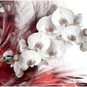 Fototapeta - Orchidea, Czerwona