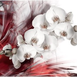 Fototapeta - Orchidea, Czerwona