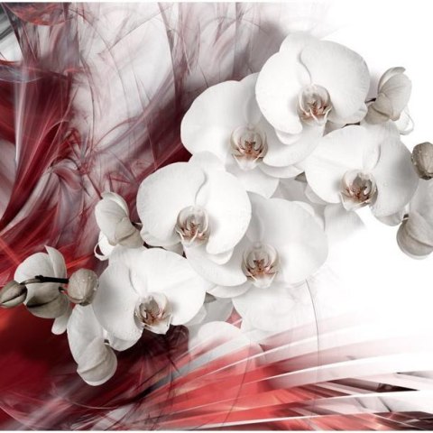 Fototapeta - Orchidea, Czerwona Fototapeta - Orchidea, Czerwona