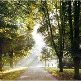 Fototapeta - Ścieżka, Drzewa, Natura