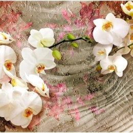 Fototapeta - Pustynna orchidea