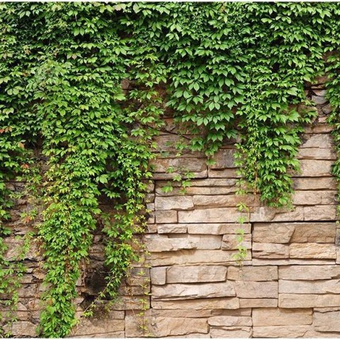 Fototapeta - Kamienny mur i bluszcz Fototapeta - Kamienny mur i bluszcz