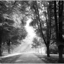 Fototapeta - Czarno-Białe Drzewa, Las