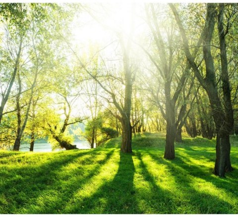 Fototapeta - Wiosna, Las, Natura Fototapeta - Wiosna, Las, Natura