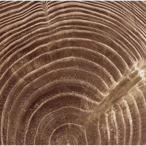 Fototapeta - Drewno, Słoje Drzewa Fototapeta - Drewno, Słoje Drzewa