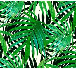 Fototapeta - Tropikalne Liście Natura