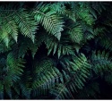 Fototapeta - Liście Paproci, Natura